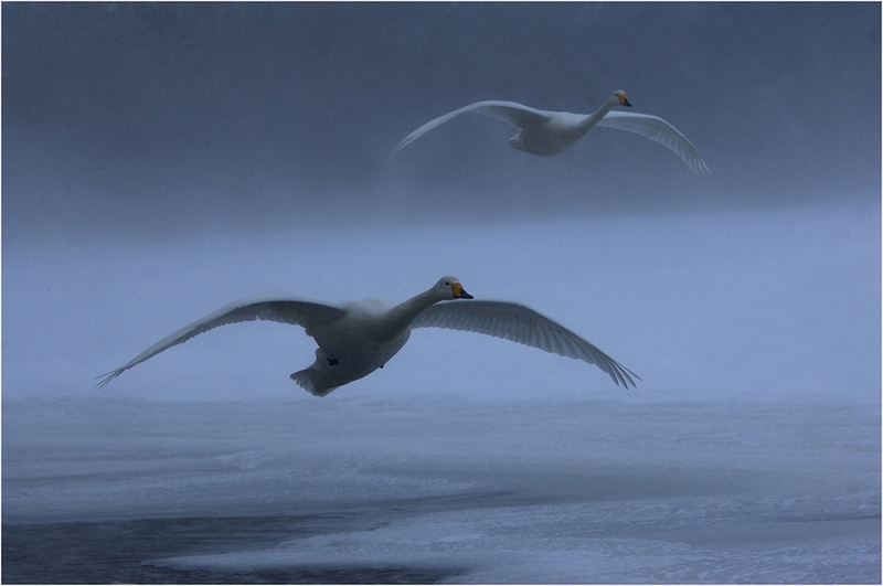 714 - WHOOPER SWANS IN FLIGHT - EDWARDS DAVID L - wales.jpg
